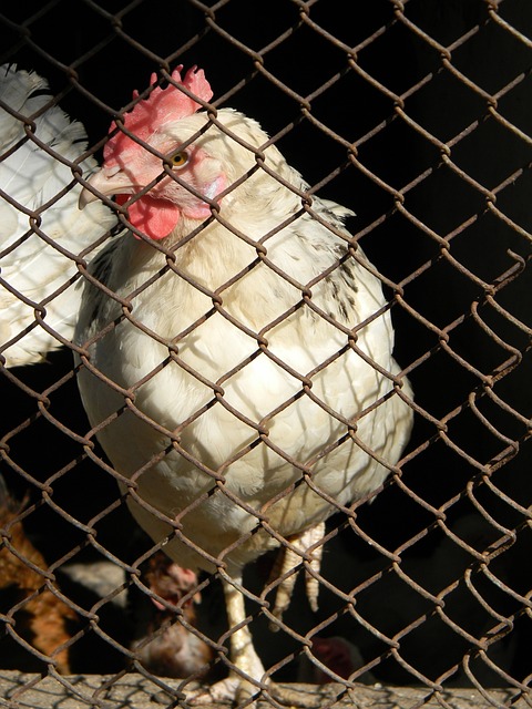 利的标题 利的标题